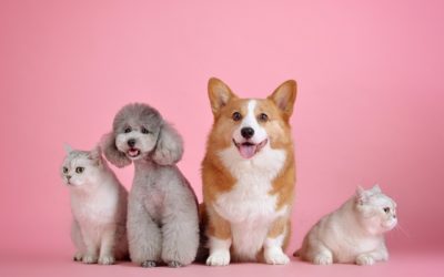 Chien et chats – Gardiennage